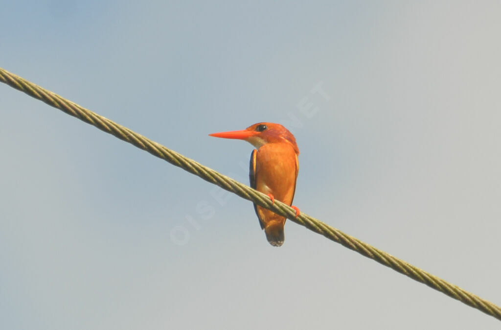 Martin-pêcheur pygméeadulte, identification