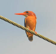 African Pygmy Kingfisher