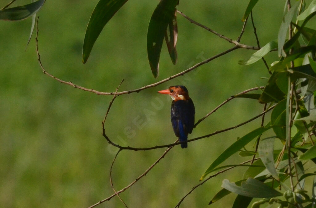 African Pygmy Kingfisheradult