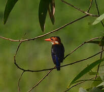 African Pygmy Kingfisher