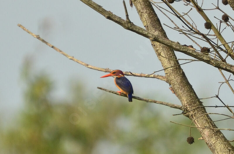 African Pygmy Kingfisher