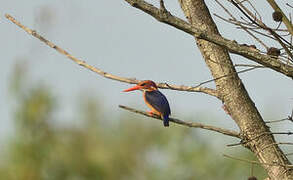 African Pygmy Kingfisher