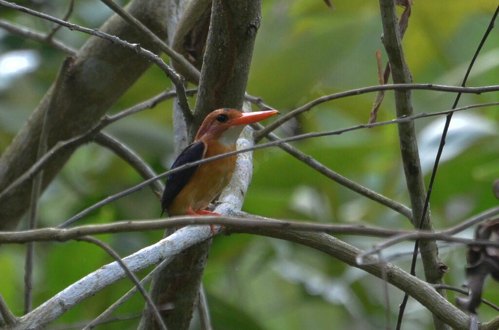 Martin-pêcheur pygméeadulte, identification