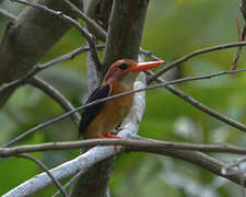 African Pygmy Kingfisher