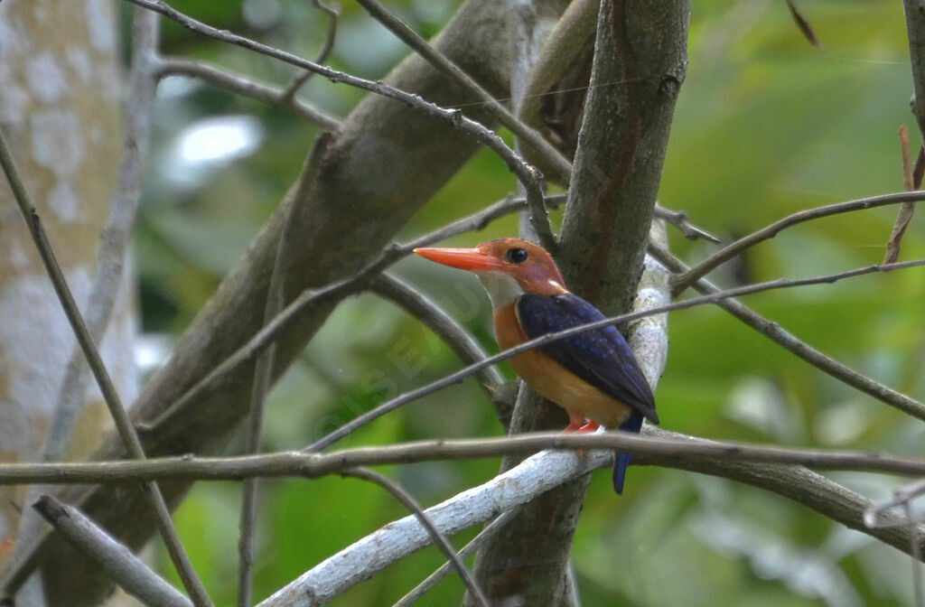 African Pygmy Kingfisheradult, identification