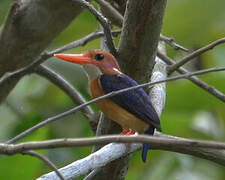 African Pygmy Kingfisher