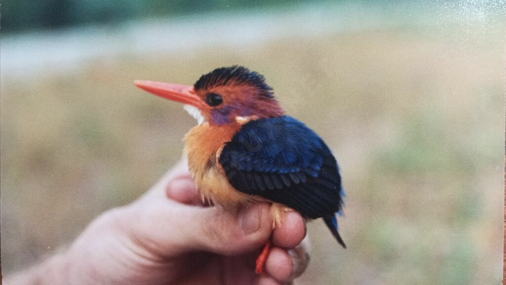 Martin-pêcheur pygméeadulte, identification