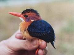 African Pygmy Kingfisher