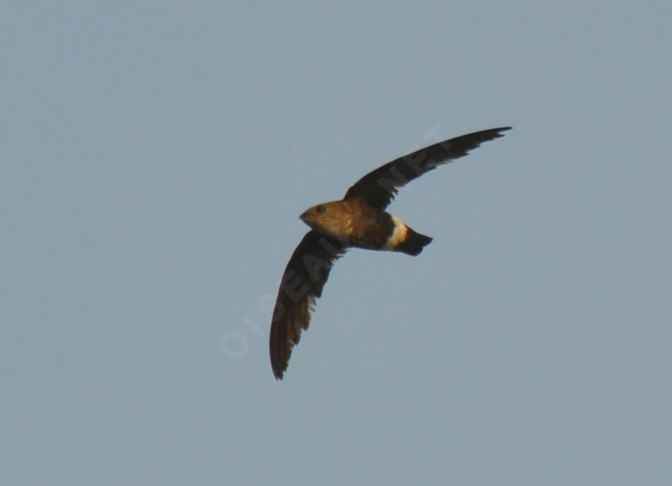 Mottled Spinetailadult, Flight