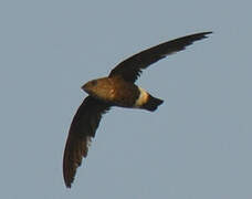 Mottled Spinetail