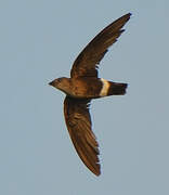 Mottled Spinetail