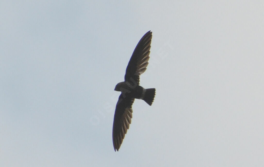 Mottled Spinetailadult, Flight