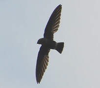 Mottled Spinetail