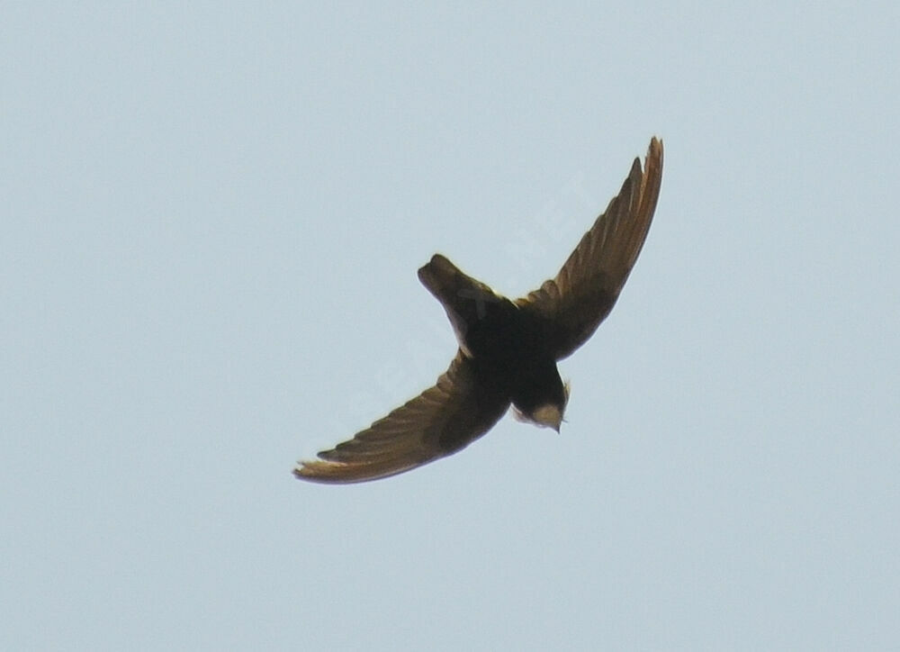 Little Swift, Flight