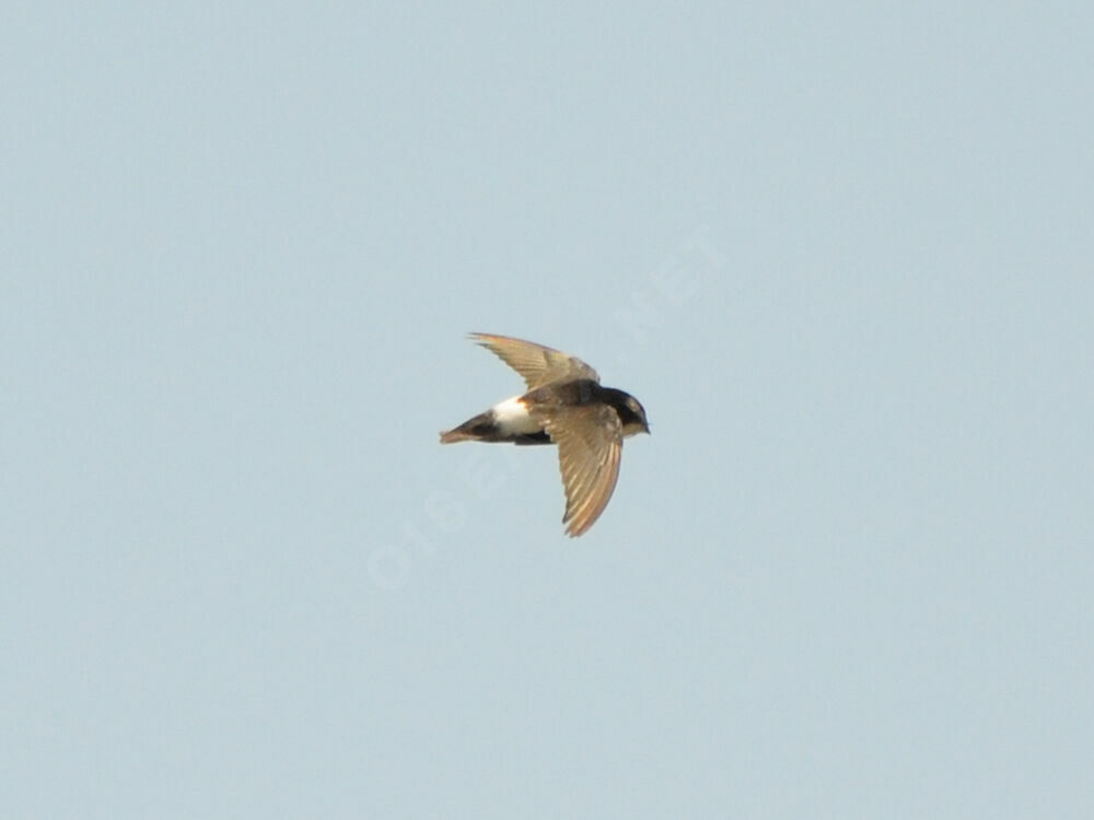 Little Swiftadult, Flight