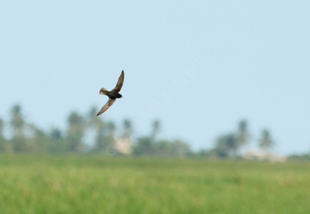 Little Swiftadult, Flight