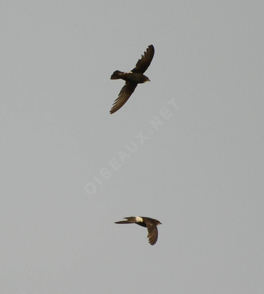 Little Swiftadult, Flight