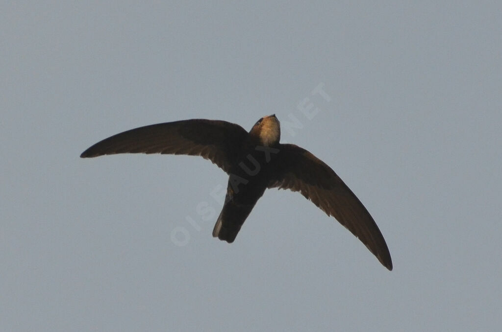 Little Swiftadult, Flight