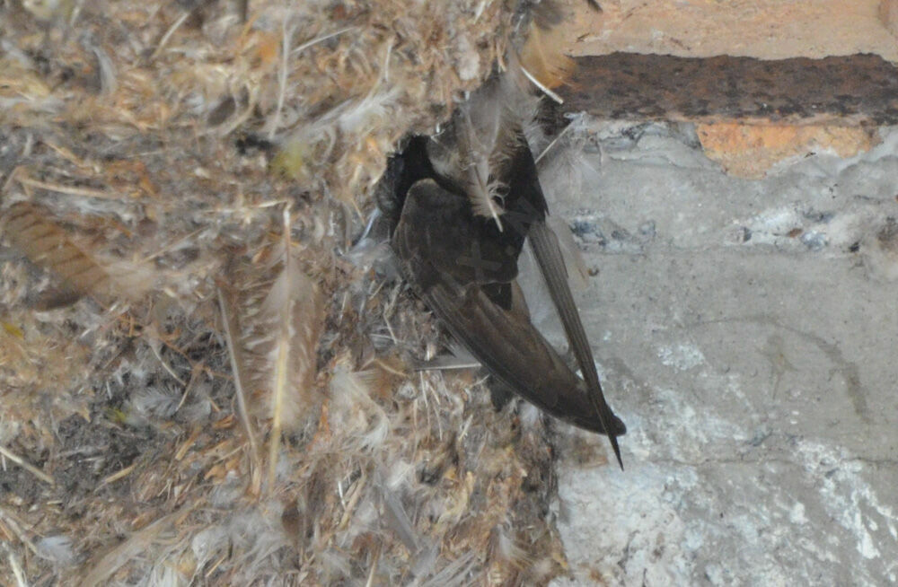 Little Swift, Reproduction-nesting