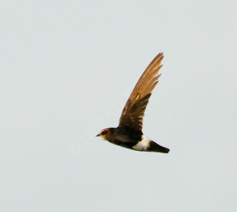 Little Swift, Flight