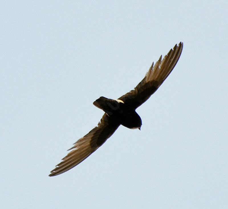 Little Swiftadult, Flight