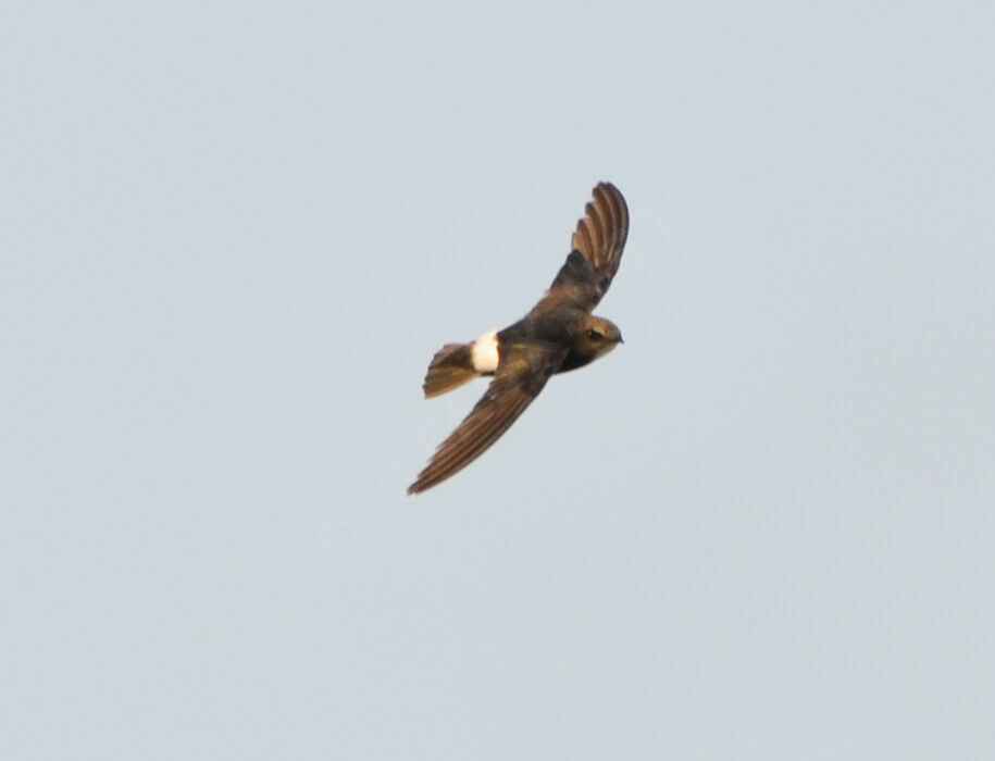 Little Swiftadult, Flight