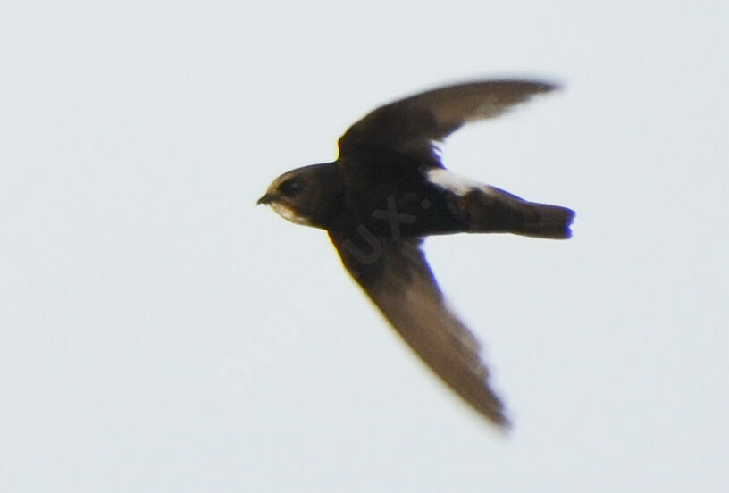 Little Swiftadult, Flight