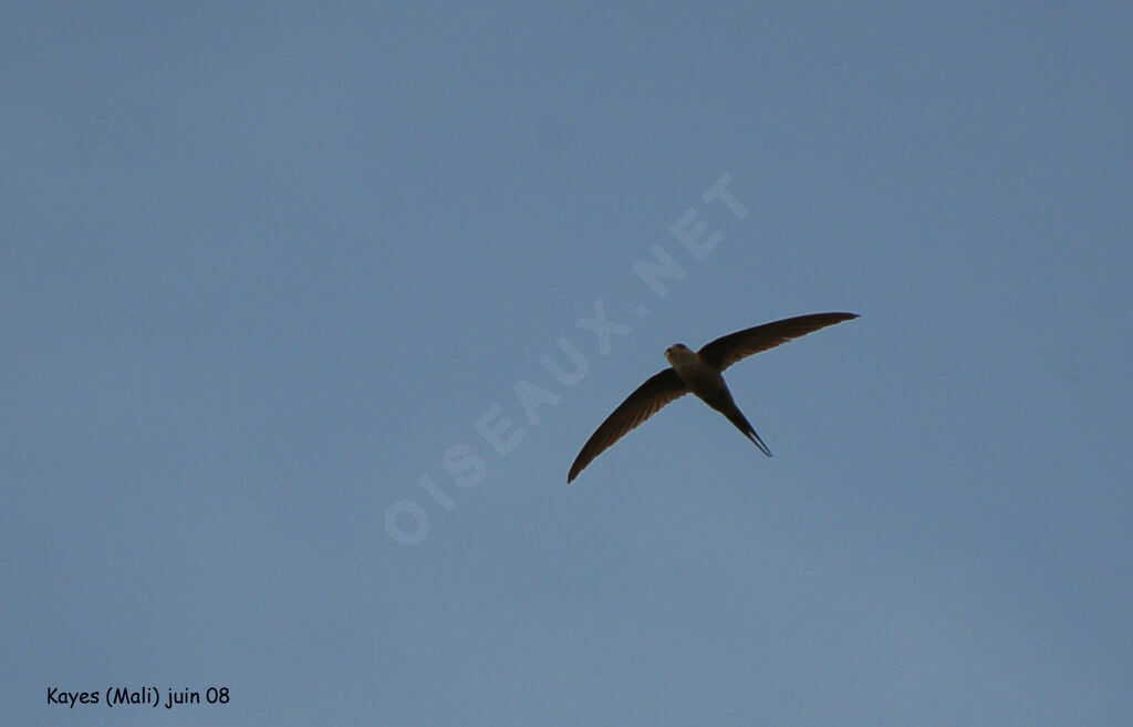 African Palm Swift