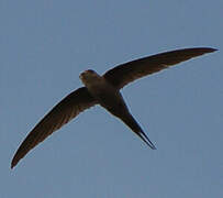 African Palm Swift