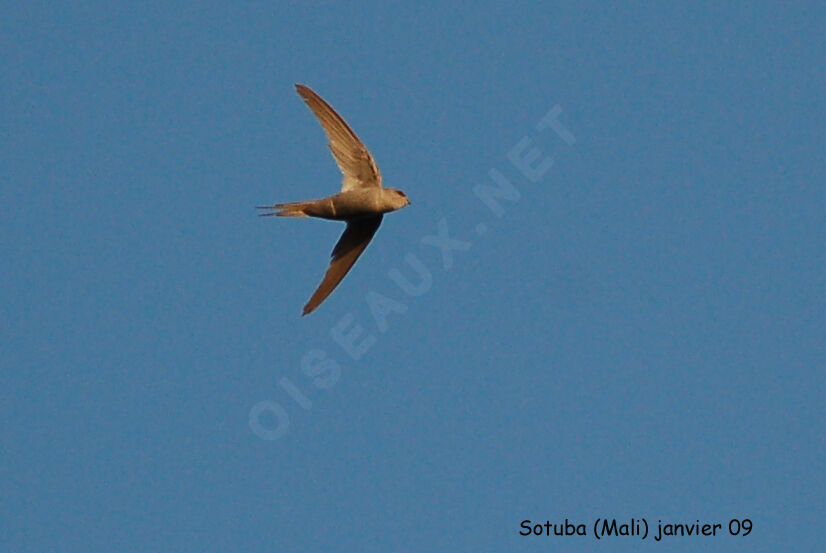 African Palm Swiftadult, Flight