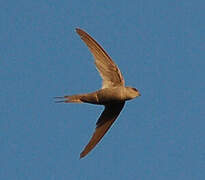 African Palm Swift