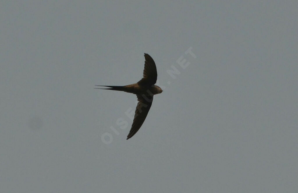 African Palm Swiftadult, Flight