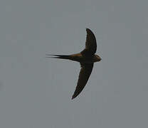 African Palm Swift