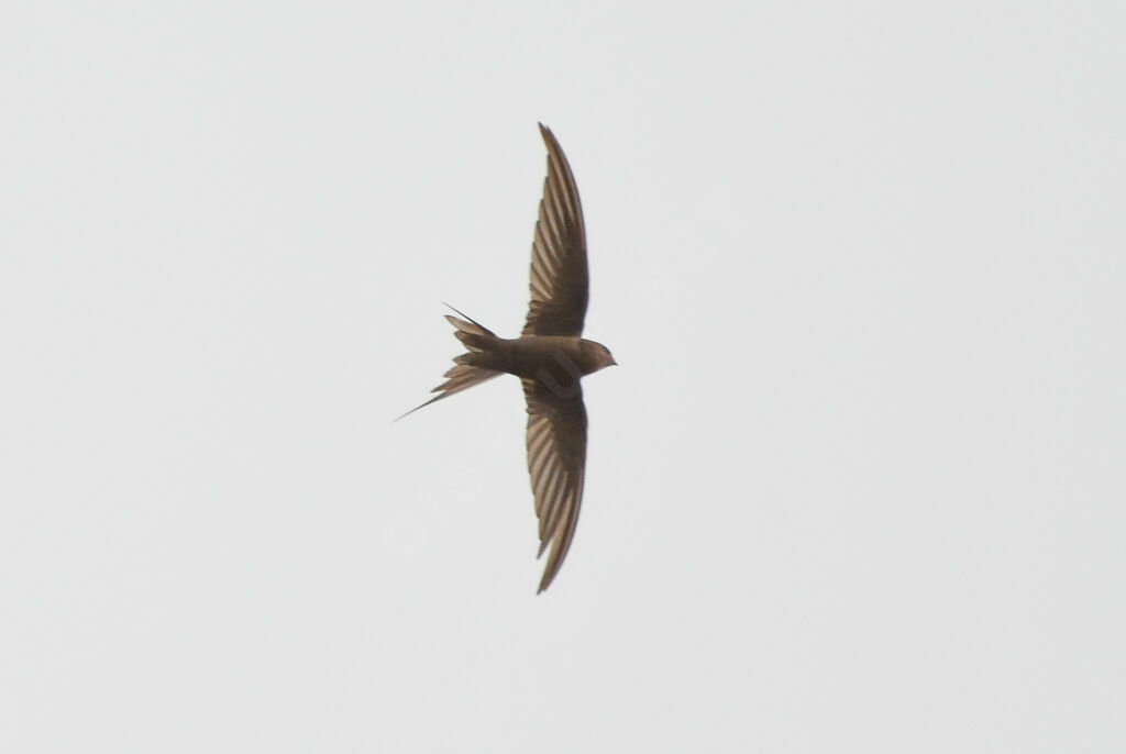 African Palm Swiftadult, Flight