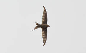 African Palm Swift