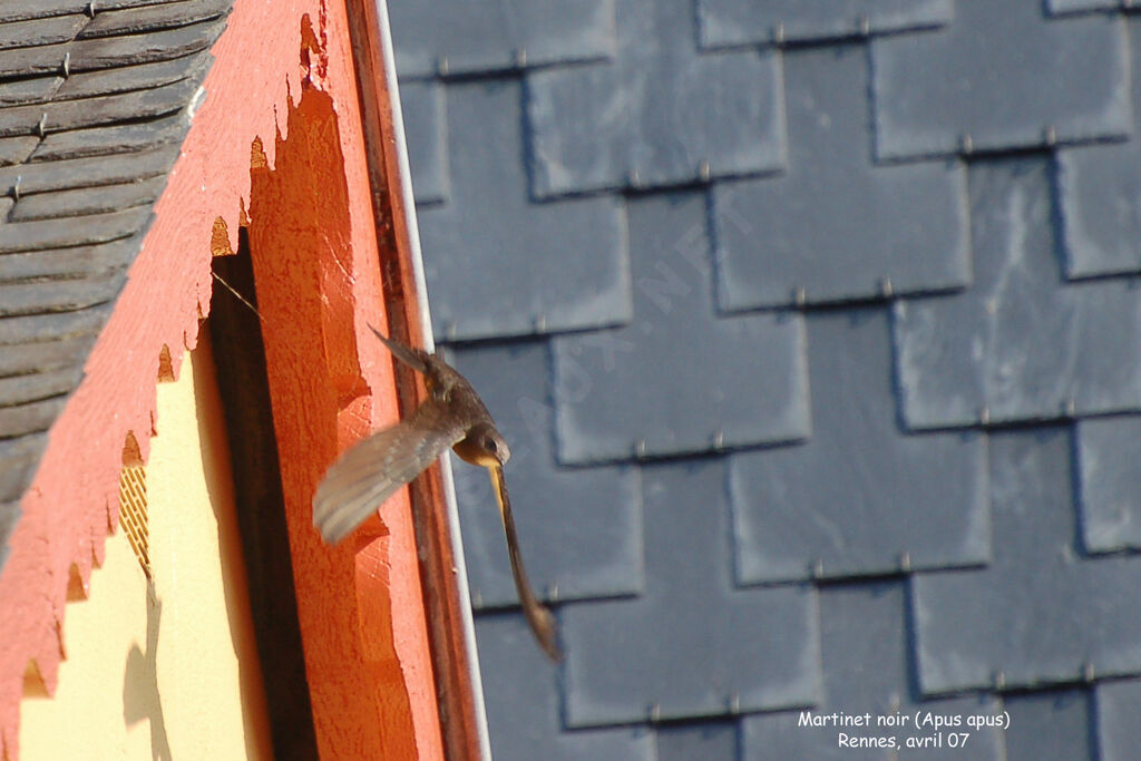 Common Swiftadult