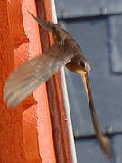 Common Swift