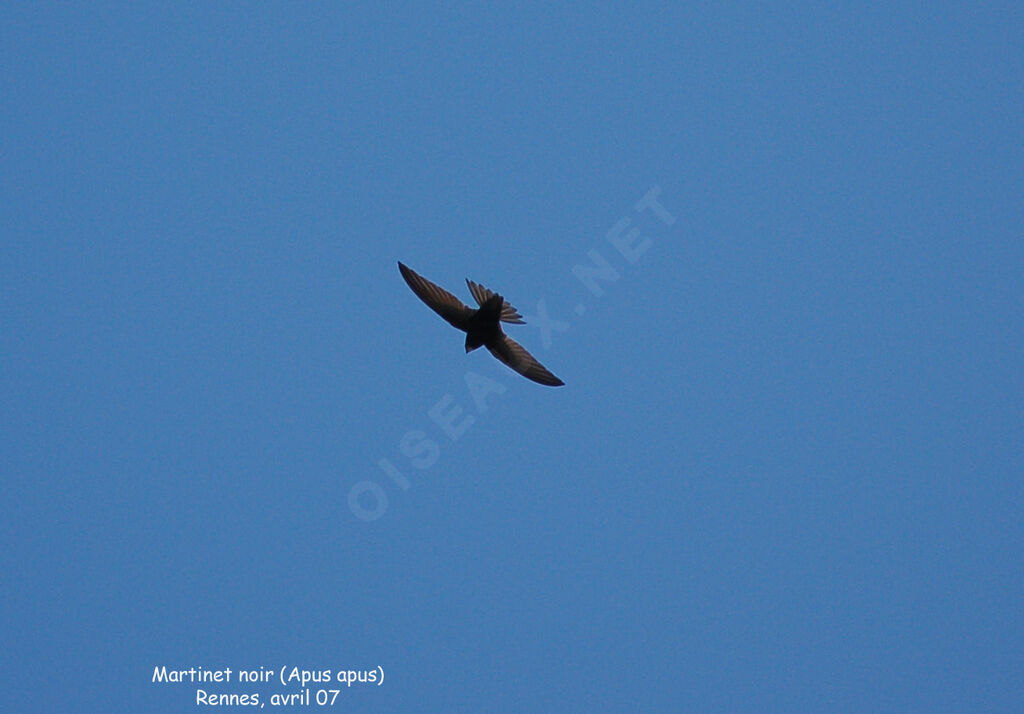 Common Swiftadult