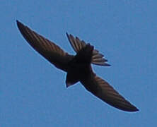 Common Swift