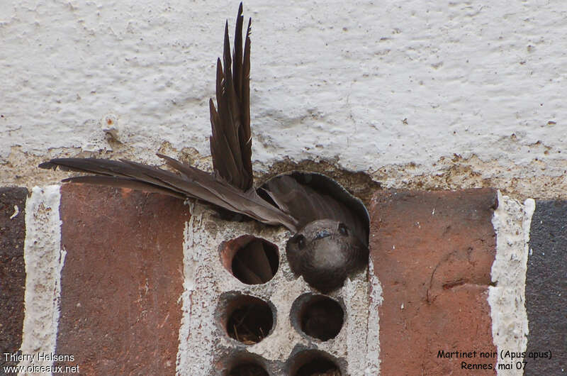 Common Swiftadult, Reproduction-nesting