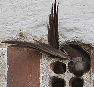 Common Swift