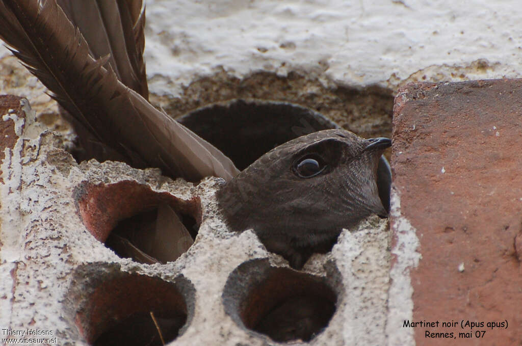 Common Swiftadult breeding, close-up portrait