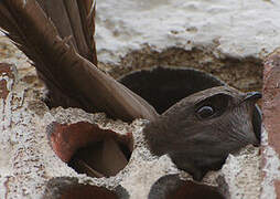 Common Swift