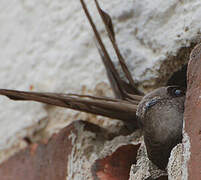 Common Swift