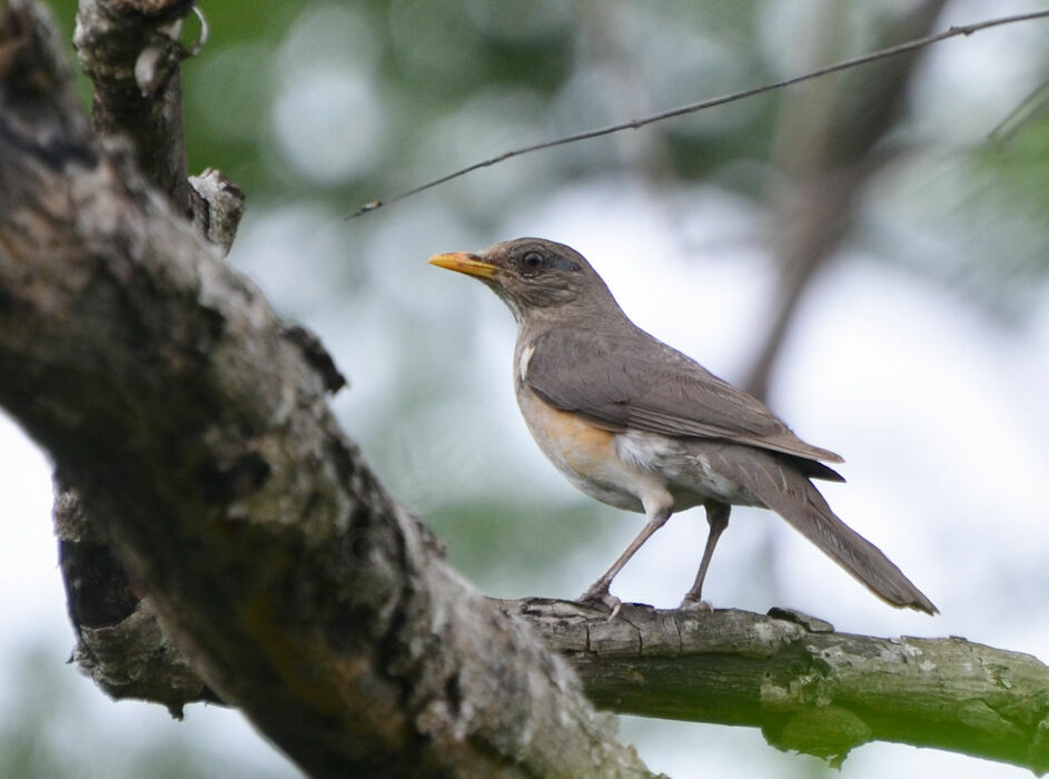 Merle africainadulte