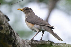 African Thrush