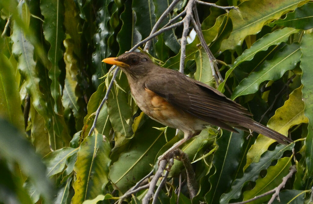 African Thrushadult, identification