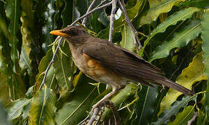 African Thrush