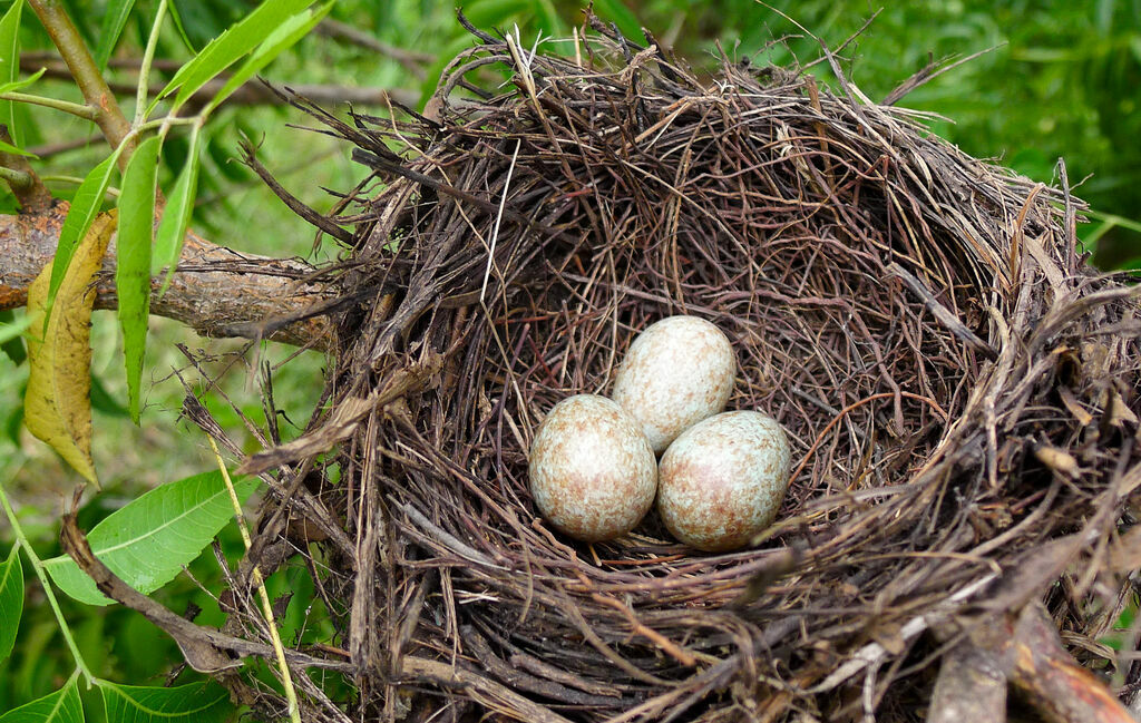 African Thrush, Reproduction-nesting