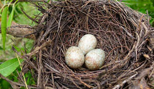 African Thrush